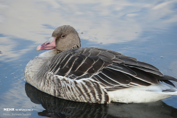 خطر شیوع آنفلوانزای فوق حاد پرندگان در تالاب میقان