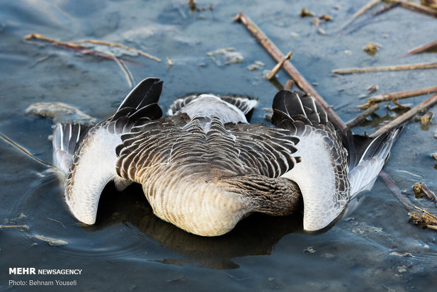 خطر شیوع آنفلوانزای فوق حاد پرندگان در تالاب میقان