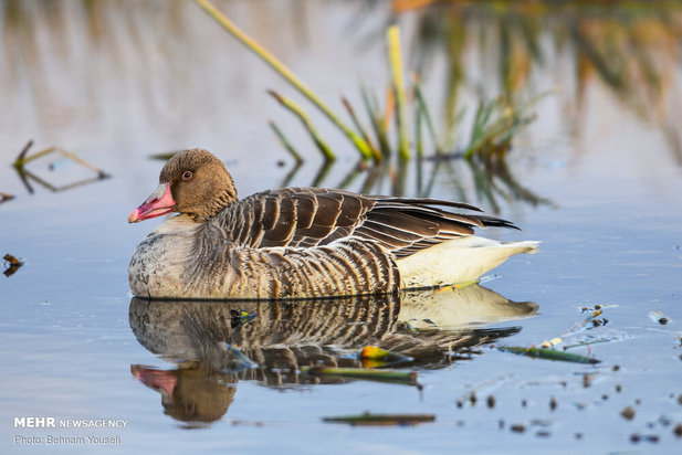 خطر شیوع آنفلوانزای فوق حاد پرندگان در تالاب میقان