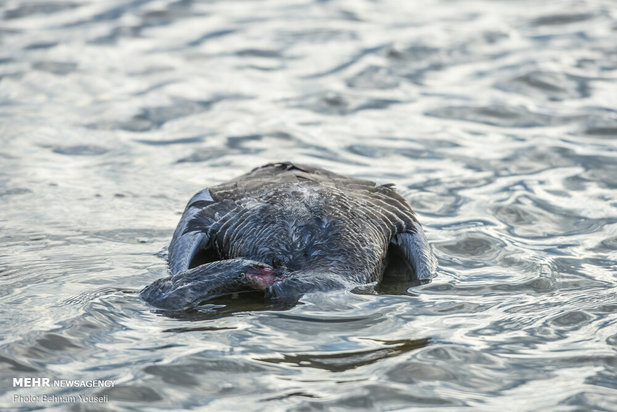 خطر شیوع آنفلوانزای فوق حاد پرندگان در تالاب میقان