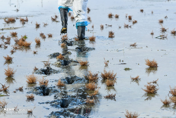 خطر شیوع آنفلوانزای فوق حاد پرندگان در تالاب میقان