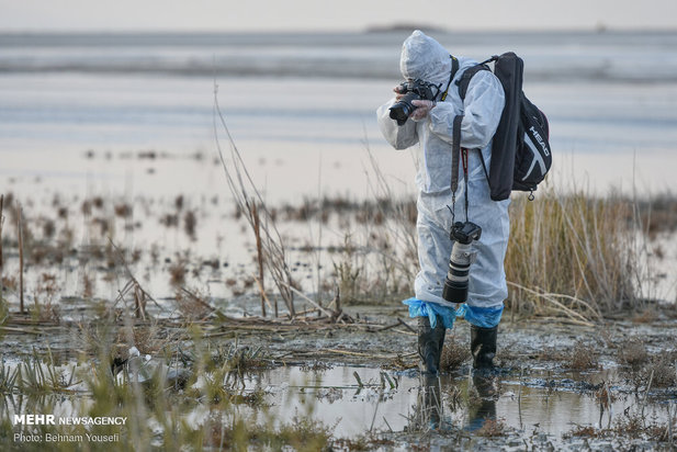 خطر شیوع آنفلوانزای فوق حاد پرندگان در تالاب میقان