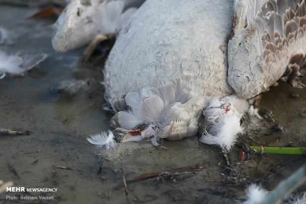 خطر شیوع آنفلوانزای فوق حاد پرندگان در تالاب میقان