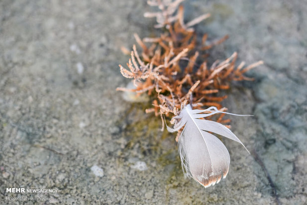 خطر شیوع آنفلوانزای فوق حاد پرندگان در تالاب میقان