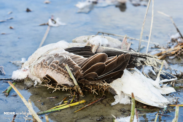 خطر شیوع آنفلوانزای فوق حاد پرندگان در تالاب میقان
