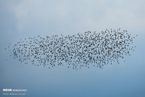 خطر شیوع آنفلوانزای فوق حاد پرندگان در تالاب میقان