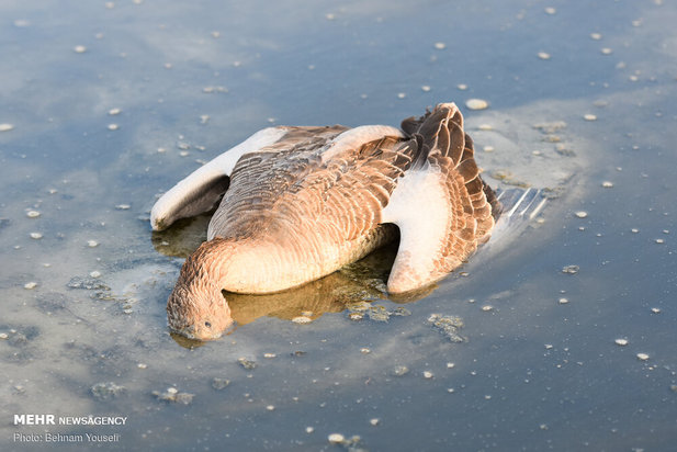 خطر شیوع آنفلوانزای فوق حاد پرندگان در تالاب میقان