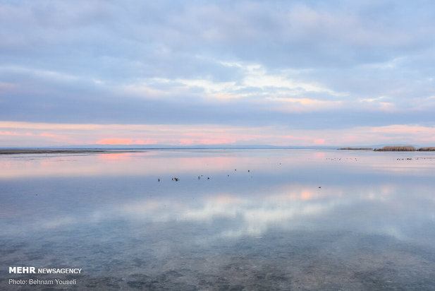 خطر شیوع آنفلوانزای فوق حاد پرندگان در تالاب میقان