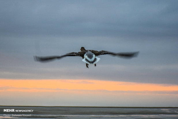 خطر شیوع آنفلوانزای فوق حاد پرندگان در تالاب میقان