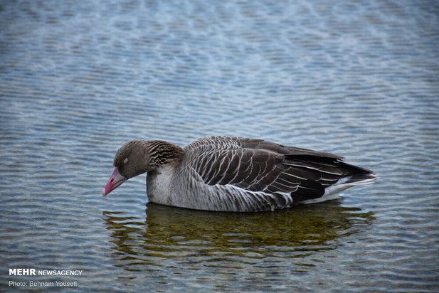 خطر شیوع آنفلوانزای فوق حاد پرندگان در تالاب میقان