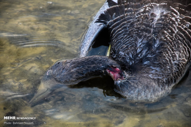 خطر شیوع آنفلوانزای فوق حاد پرندگان در تالاب میقان