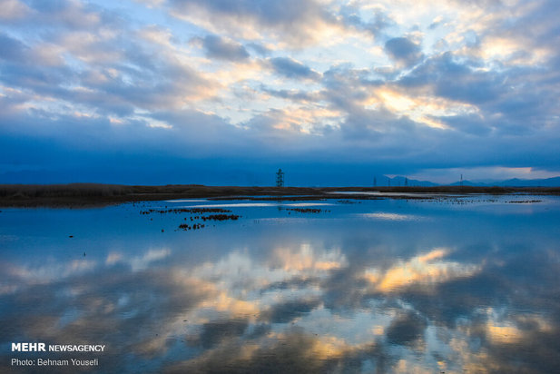 خطر شیوع آنفلوانزای فوق حاد پرندگان در تالاب میقان
