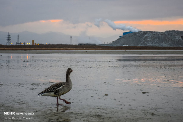 خطر شیوع آنفلوانزای فوق حاد پرندگان در تالاب میقان