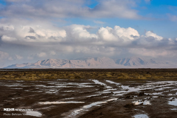 خطر شیوع آنفلوانزای فوق حاد پرندگان در تالاب میقان