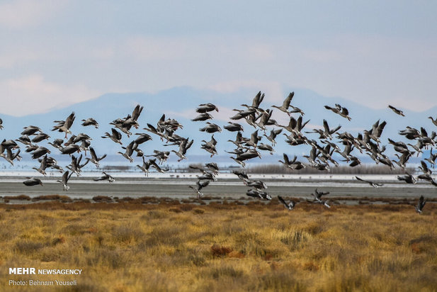 خطر شیوع آنفلوانزای فوق حاد پرندگان در تالاب میقان