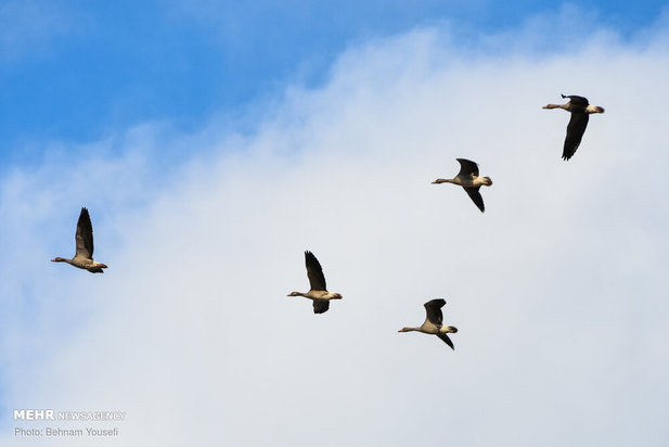 خطر شیوع آنفلوانزای فوق حاد پرندگان در تالاب میقان