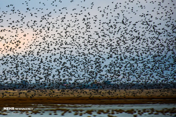 خطر شیوع آنفلوانزای فوق حاد پرندگان در تالاب میقان