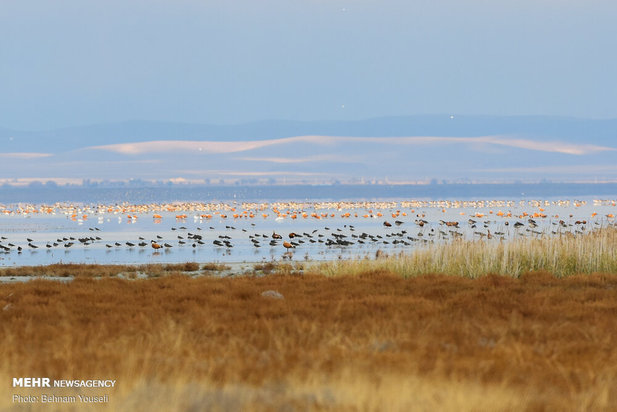 خطر شیوع آنفلوانزای فوق حاد پرندگان در تالاب میقان