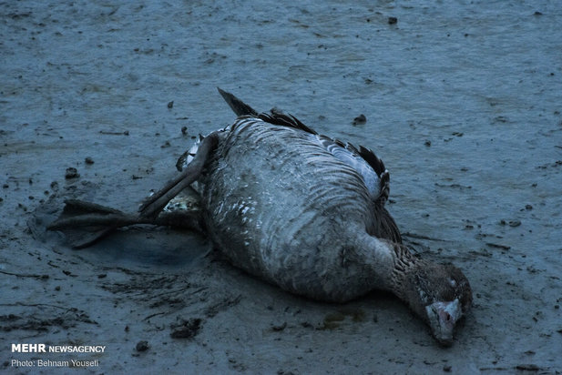 خطر شیوع آنفلوانزای فوق حاد پرندگان در تالاب میقان