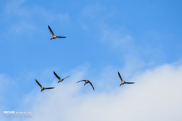 خطر شیوع آنفلوانزای فوق حاد پرندگان در تالاب میقان