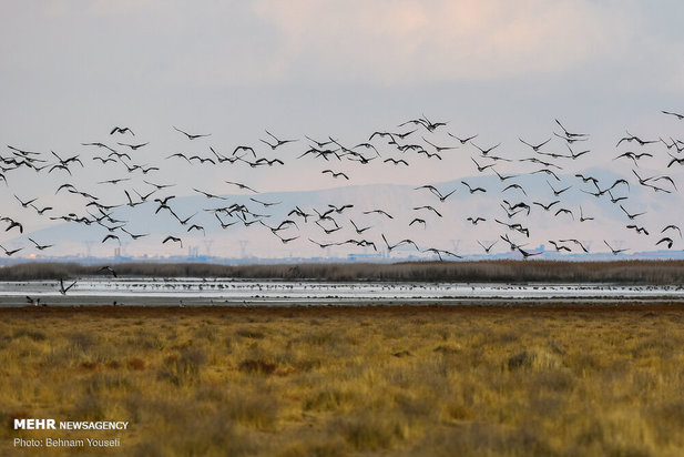 خطر شیوع آنفلوانزای فوق حاد پرندگان در تالاب میقان