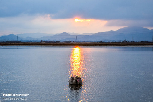 خطر شیوع آنفلوانزای فوق حاد پرندگان در تالاب میقان