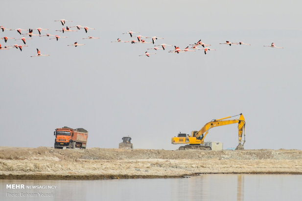 خطر شیوع آنفلوانزای فوق حاد پرندگان در تالاب میقان
