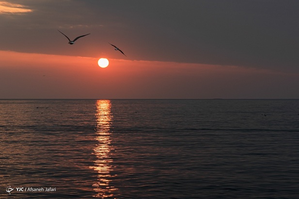 بازگشت شالوها