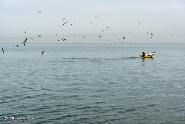 بازگشت شالوها