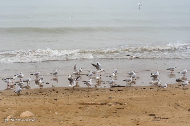 بازگشت شالوها