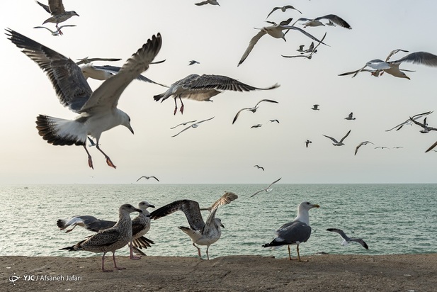 بازگشت شالوها