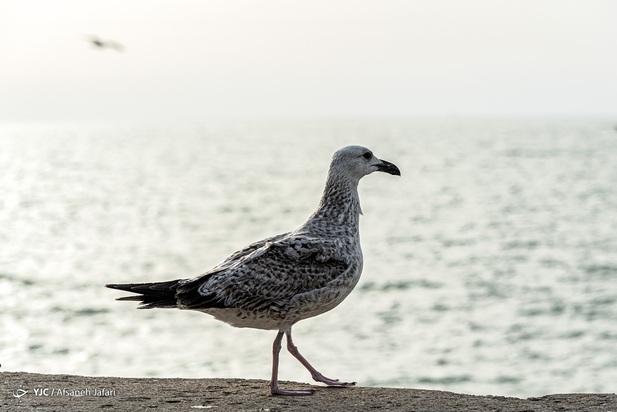 بازگشت شالوها