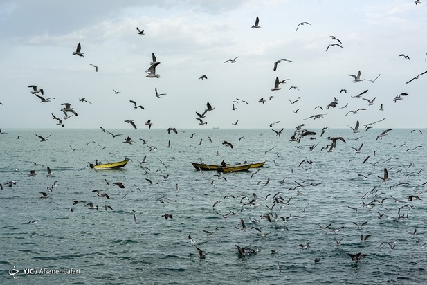 بازگشت شالوها