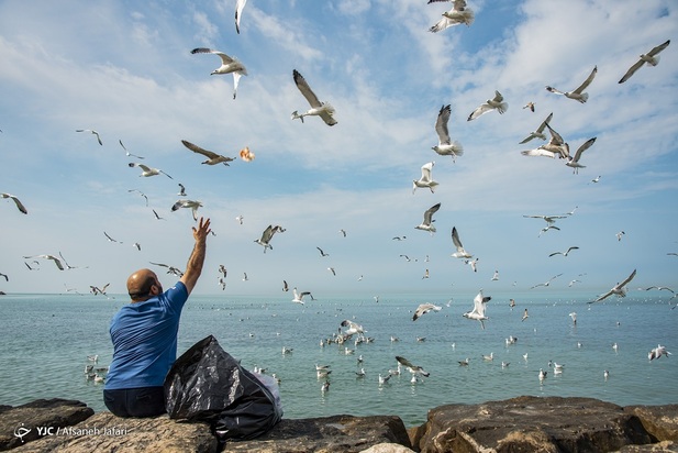 بازگشت شالوها