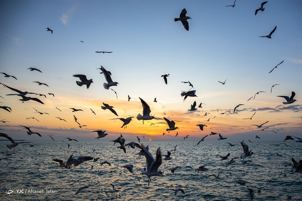 بازگشت شالوها