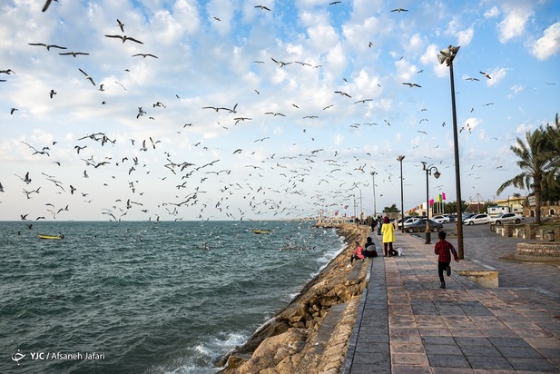 بازگشت شالوها