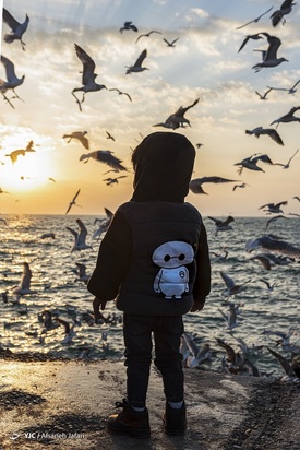 بازگشت شالوها