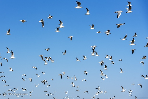 بازگشت شالوها