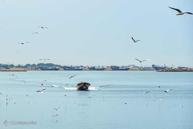 بازگشت شالوها