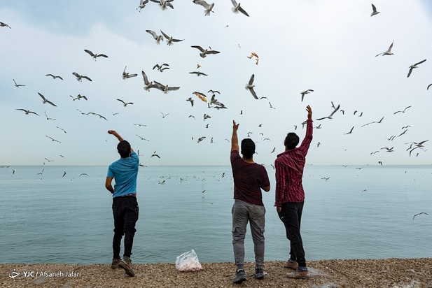 بازگشت شالوها