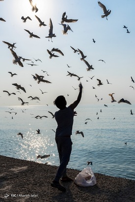 بازگشت شالوها