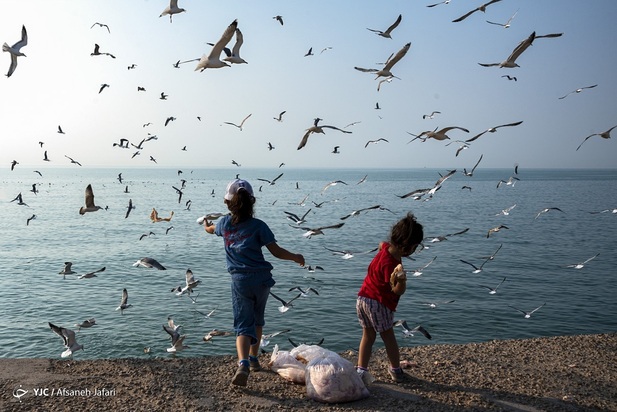 بازگشت شالوها