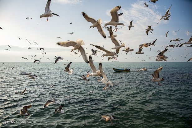 بازگشت شالوها