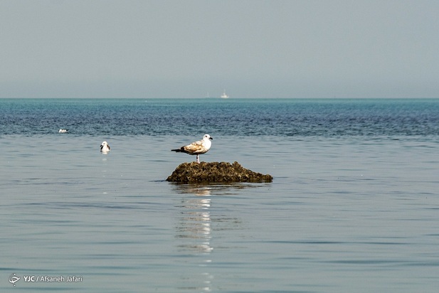 بازگشت شالوها