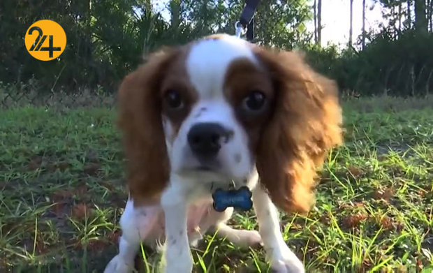 نجات سگ سه ماهه از دهان تمساح