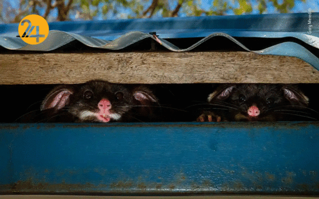 بهترین تصاویر از حیات وحش