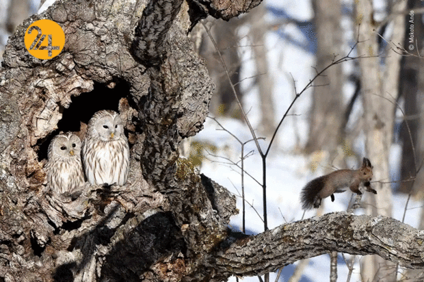 بهترین تصاویر از حیات وحش