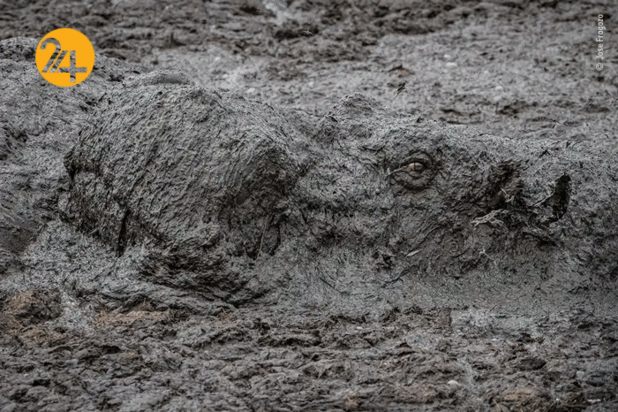 بهترین تصاویر از حیات وحش