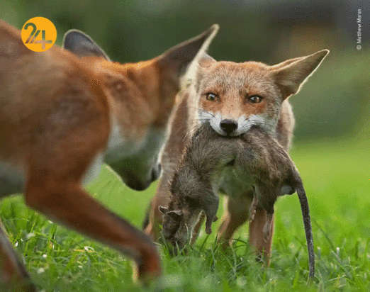 بهترین تصاویر از حیات وحش