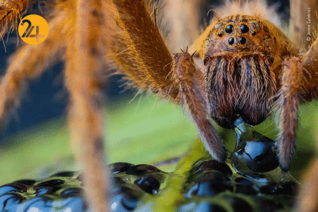 بهترین تصاویر از حیات وحش